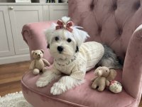 Irkının En İyisi Köpeğimiz
