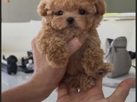 Yeni Lokum Maltipoo Bebeğimiz