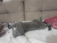 British Longhair