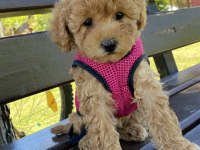 Poodle Güzel Yavrum