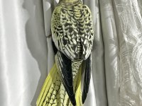 KUR ÖTÜŞÜ YAPAN DİŞİ PEARL SULTAN PAPAĞANI