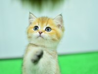 Şampiyon soyundan ny 11 golden british shorthair