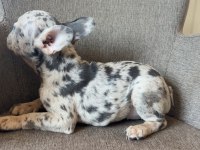 Renkli gözlü french bulldog yavrularım