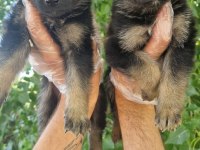 Irk ve sağlık garantili alman çoban köpeği yavrular