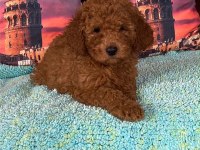 IRK VE SAĞLIK GARANTİLİ POODLE BEBEKLERİ