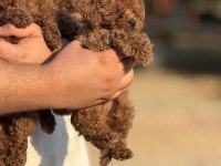AŞILI ÇİŞ EĞİTİMLİ TOY POODLE BEBEKLER 
