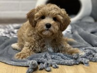 Maltipoo korekan bebekler
