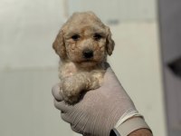 Maltipoo Yavrularımızı Canlı Görerek Alabilirsiniz