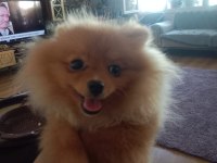 Pomeranian 5 aylık