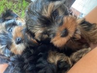 60 Günlük Yorkshire Terrier Yavrularımız