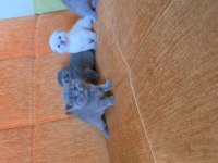 Süper kalite scottish fold yavrular