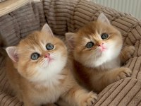 Caglar House Cattery British Kediler