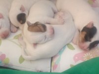 Saf kan terrier jack russell