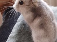 Hamster-Gonzales Yavruları Heryere Gönderim