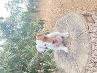 Safkan Kısa Bacak Maskeli Jack Russell Yavrular