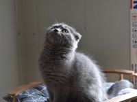 Show Kalite Scottish Fold Gri Yavrumuz