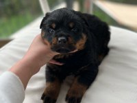 Macar rottweiler yavrularımız sizleri bekliyor