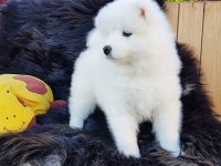 PAMUK GİBİ SAMOYED YAVRULARI