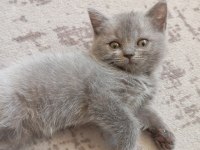 2 aylık miniklerimiz yuva arıyor safkan anne babadan olma