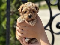 KORE TEACUP MALTİPOO YAVRUMUZ