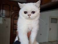 Show kalite british shorthair yavrular