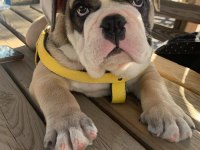 TOMBİK ENGLİSH BULLDOG YAVRUMUZ