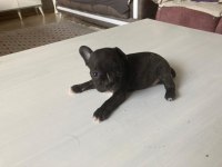 3 dişi ve 1 erkek french bulldog yeni sütten kesildi