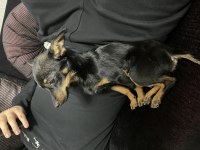 4 aylık erkek pinscher köpeğim
