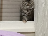 2 aylık iki adet yavrumuz sahiplendirilecek