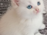British shorthair scottish straight