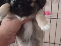 Pekinez yavru köpeklerimiz