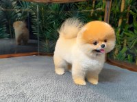 Safkan Kore Pomeranian Boo Yavrularımız