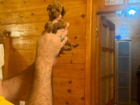 Toy poodle