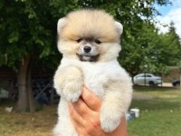 ORANGE POMERANİAN BOO TEDDY FACE