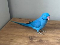 GÖZ KAMAŞTIRAN MAVİ MUTASYON İSKENDER PAPAĞANI