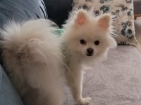 10 aylık erkek 2 buçuk kg pomeranian