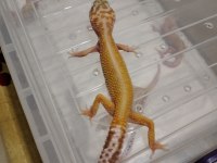Leopar gecko