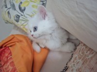 Akide şekerim kedim
