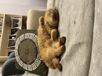 Kedimize ömürlük aile arıyoruz