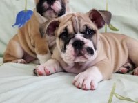 SÜPER KALİTE İNGİLİZ BULLDOG YAVRULAR