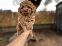 Sağlık Ve Irk Garantili Toy Poodle Yavrularımız 