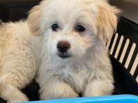 Maltese Terrier 3 Aylık Köpeği