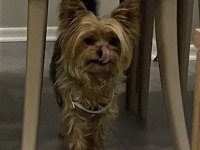 5 yaşında yorkshire terrier tuvalet eğitimi var