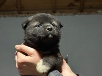 AMERİKAN AKİTA KÖPEĞİ