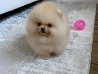 Sevimli Pomeranian Yavrularımız Yeni Ailelerini Arıyor