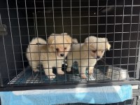 Pomeranian Spitz 