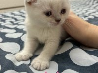 BRİTİSH YAVRULARIMIZ YENİ SAHİPLERİNİ BEKLİYOR