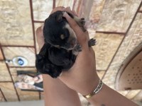 ANNE ALTINDAN REZERVE SCHNAUZER BEBEKLER