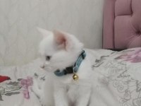 Ankara kedisi sahiplendirmek istiyorum