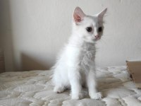 BRİTİSH SHORT HAİR PAMUK